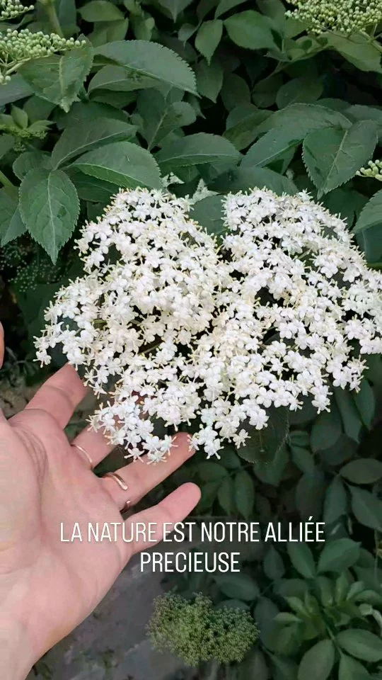 Immersion dans mon petit paradis vert... 🌸 
Ces moments de calme au jardin sont une véritable source de vitalité et d'équilibre, si importants à chaque étape de notre vie, et particulièrement pendant la préménopause. La nature est une alliée précieuse, à cultiver autant qu'on prend soin de soi avec des approches douces et naturelles. ✨
Et vous, comment la nature vous ressource-t-elle ? 
#jardin #nature #bienetre #premenopause #vitalite #soinsnaturels #harmonie #prendresoindesoi #santémentale #ressourcement
